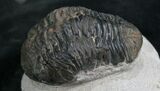 Bargain Phacops Trilobite From Morocco - #7956-1